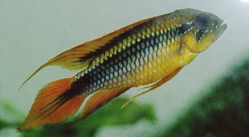 Apistograma Agassizi (3).png