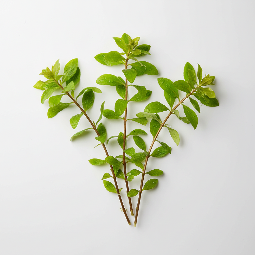 Planta Hygrophila