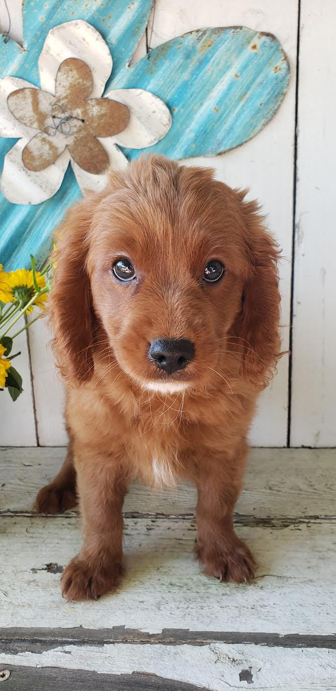Leo
