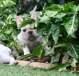 French Bulldog Puppies For Sale, Sunshine Coast, Brisbane, Queensland, Australia, Brindle, Fawn, Pied, Oceancrest French Bulldogs