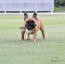 GOLD-SIERRA OLYMPIAN (IMP HUN)