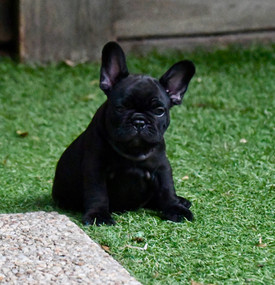 French Bulldog Puppies For Sale, Sunshine Coast, Brisbane, Queensland, Australia, Brindle, Fawn, Pied, Oceancrest French Bulldogs