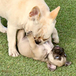 PAC-MAN, Oceancrest French Bulldogs