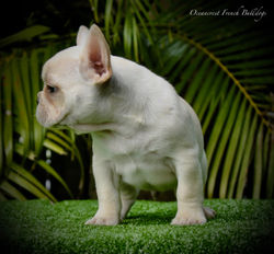 French Bulldog Puppy For Sale