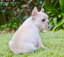 Cream French Bulldog Puppy For Sale