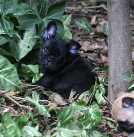 French Bulldog Puppies For Sale, Sunshine Coast, Brisbane, Queensland, Australia, Brindle, Fawn, Pied, Oceancrest French Bulldogs