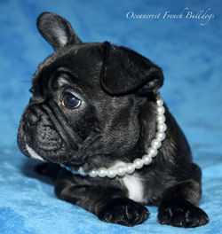 French Bulldog Puppy For Sale