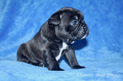 French Bulldogs Puppy For Sale