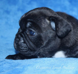 French Bulldogs Puppy For Sale