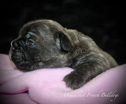 French Bulldog Puppy For Sale