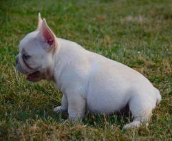 PAC-MAN, Oceancrest French Bulldogs