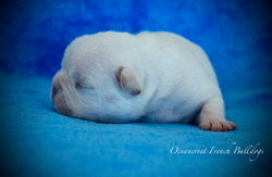 Cream French Bulldog Puppy For Sale