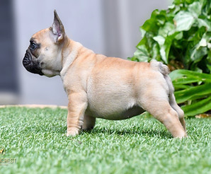 French Bulldog Puppies For Sale, Sunshine Coast, Brisbane, Queensland, Australia, Brindle, Fawn, Pied, Oceancrest French Bulldogs