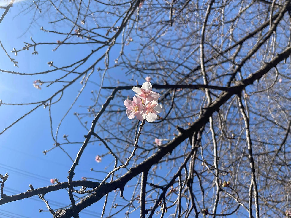 咲き始めた桜の花