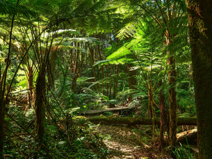 The Jungle Between Us and Civilization