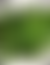 Garlic Green Beans (Din Tai Fung Copycat)