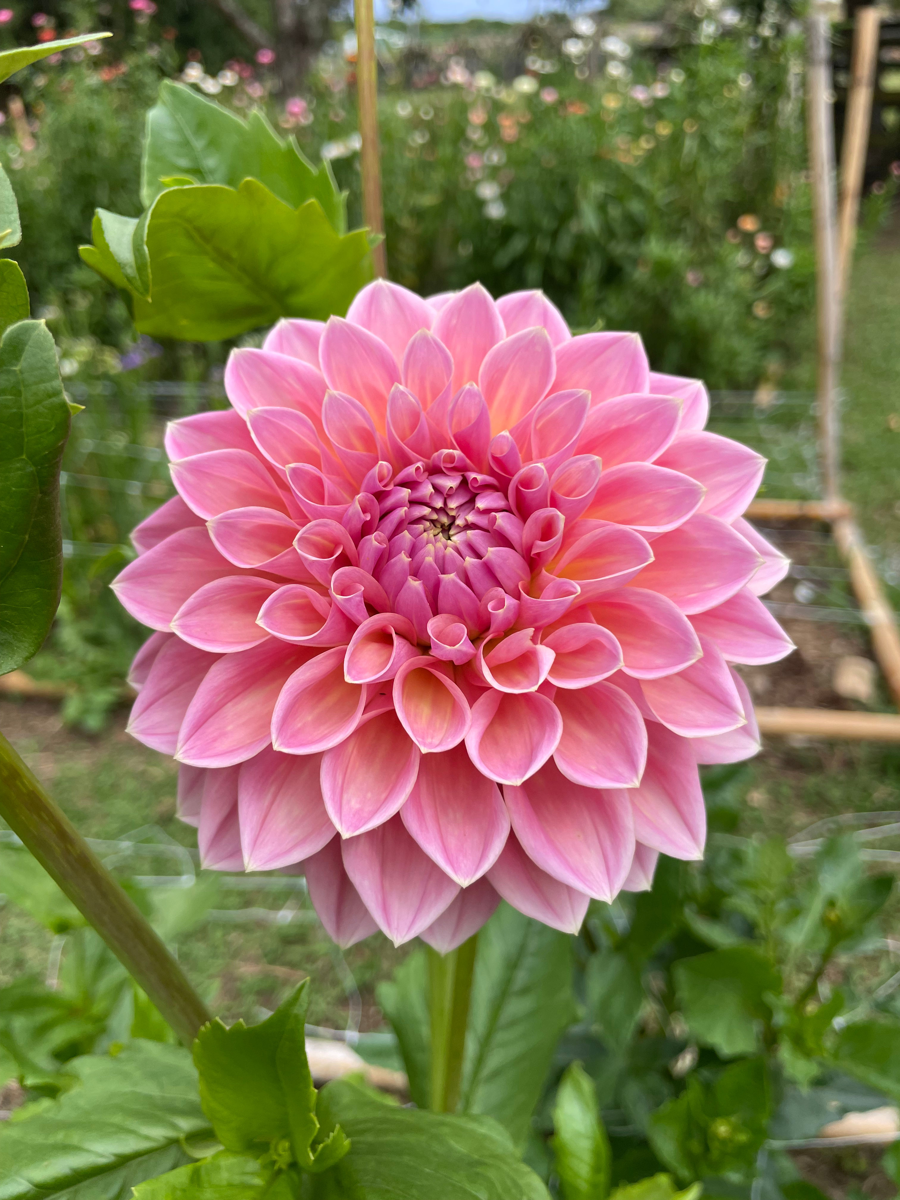 Dahlia tuber - Joal Kaitlin