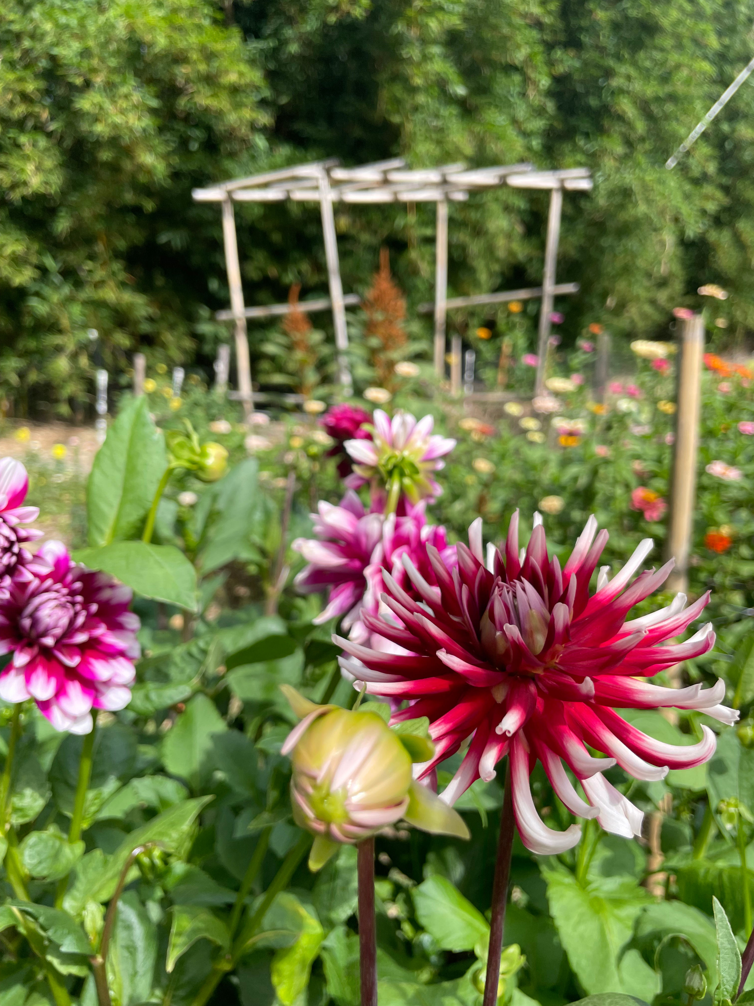 Dahlia tuber - Friquolet