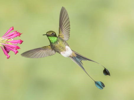 Hummingbirds Theme With Product Key Free [Latest] 2022