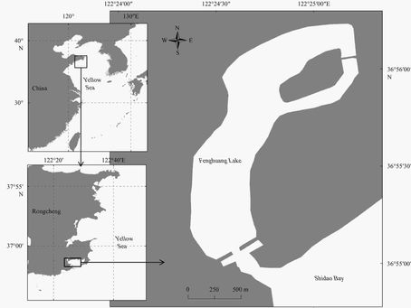 Ashampoo Soundstage Pro 1.0.1 With Crack Download [Latest] !!TOP!!