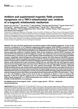 FASEB Journal magnetic mitohormesis for muscle regeneration
