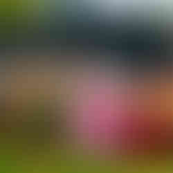 School Talentos was present in the most important event from Latino America in London, we were dancing in the parade and some performances from Colombia Carnaval