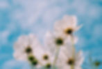 Image by Mink Mingle_edited.jpg