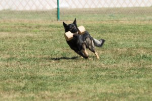 Quen was bred to Britt Bojovnik – Puppies expected Feb.2017