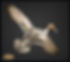 Pintail flying v1.jpg