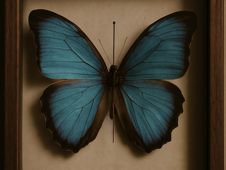 butterfly pinned under glass