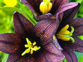 I Thought I Was Different