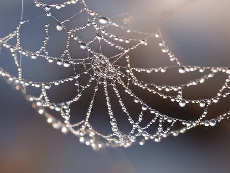 Strands of Web
