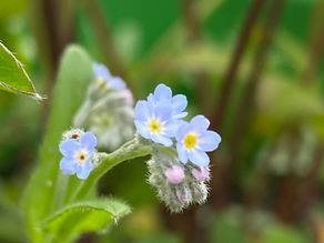 Close-up of a forget-me-not flower, its tiny blue petals glowing against a blurred green background. A symbol of remembrance and resilience, the bloom reflects the quiet strength of reawakening and carrying the past forward into new growth.