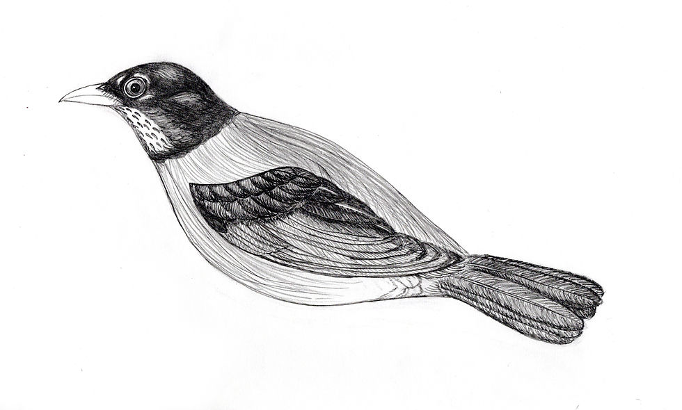 Avian Study