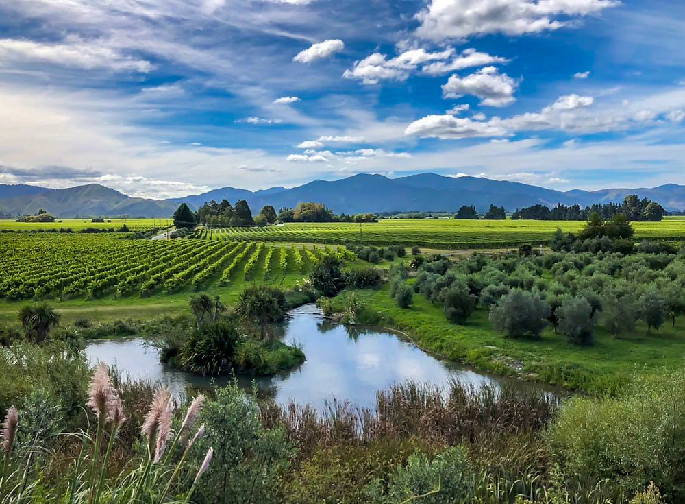 View over green vineyards olive trees and a pond in Marlborough New Zealand looking towards the Richmond Ranges on a sunny day in harvest season with blue sky and white clouds, blenheim south island, travel new zealand, beautiful destinations, the coterie winery