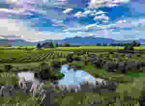View over green vineyards olive trees and a pond in Marlborough New Zealand looking towards the Richmond Ranges on a sunny day in harvest season with blue sky and white clouds, blenheim south island, travel new zealand, beautiful destinations, the coterie winery