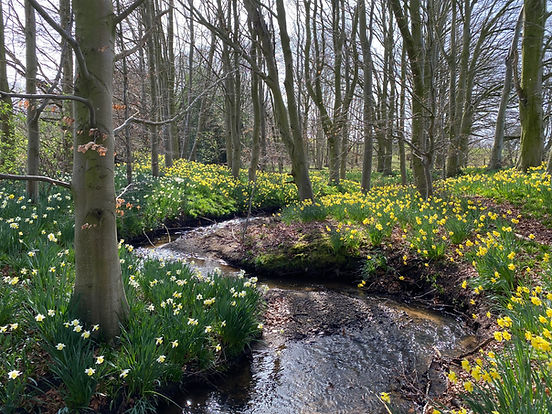 The Woodland