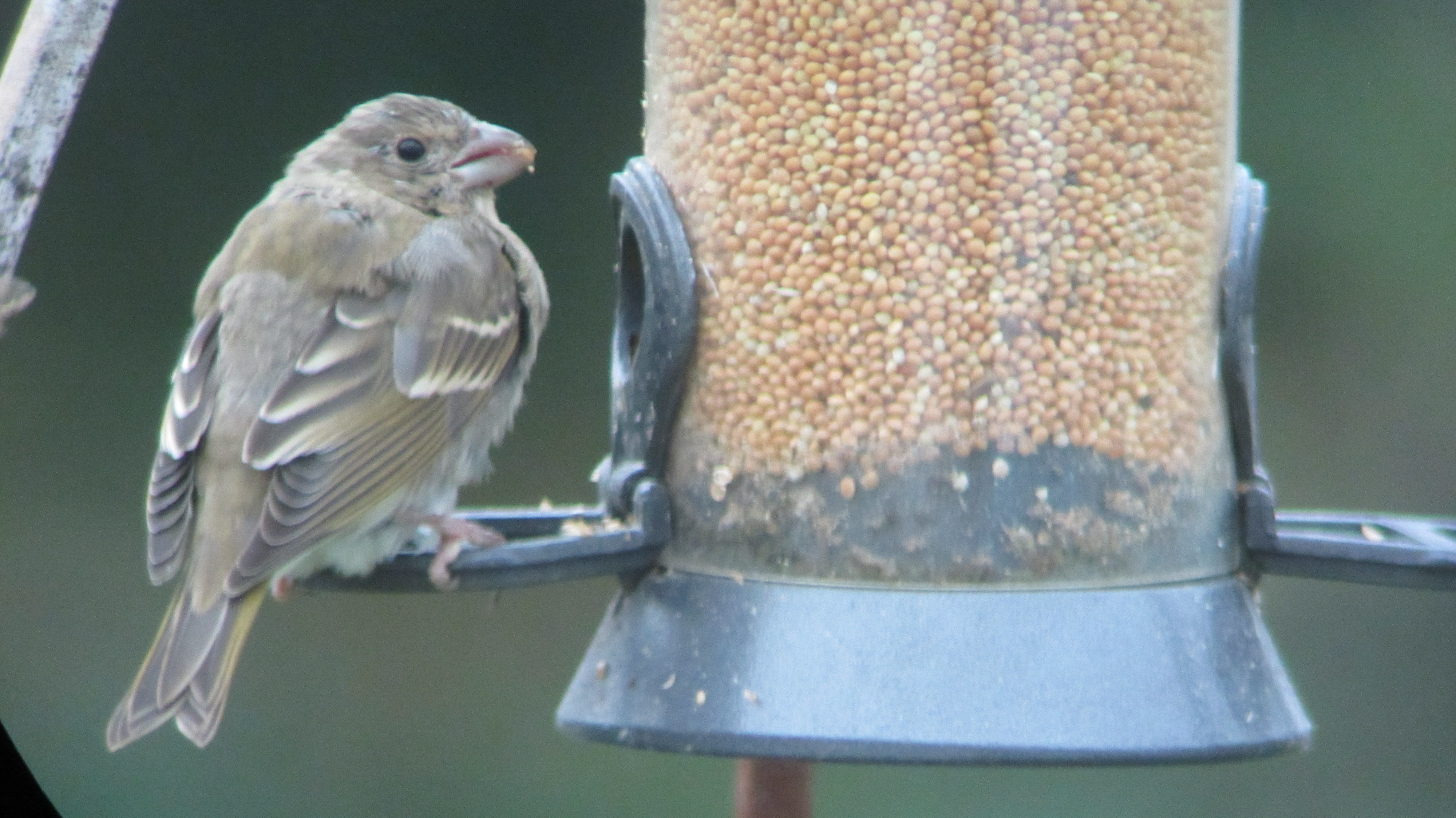 Roselin cramoisi (immature)