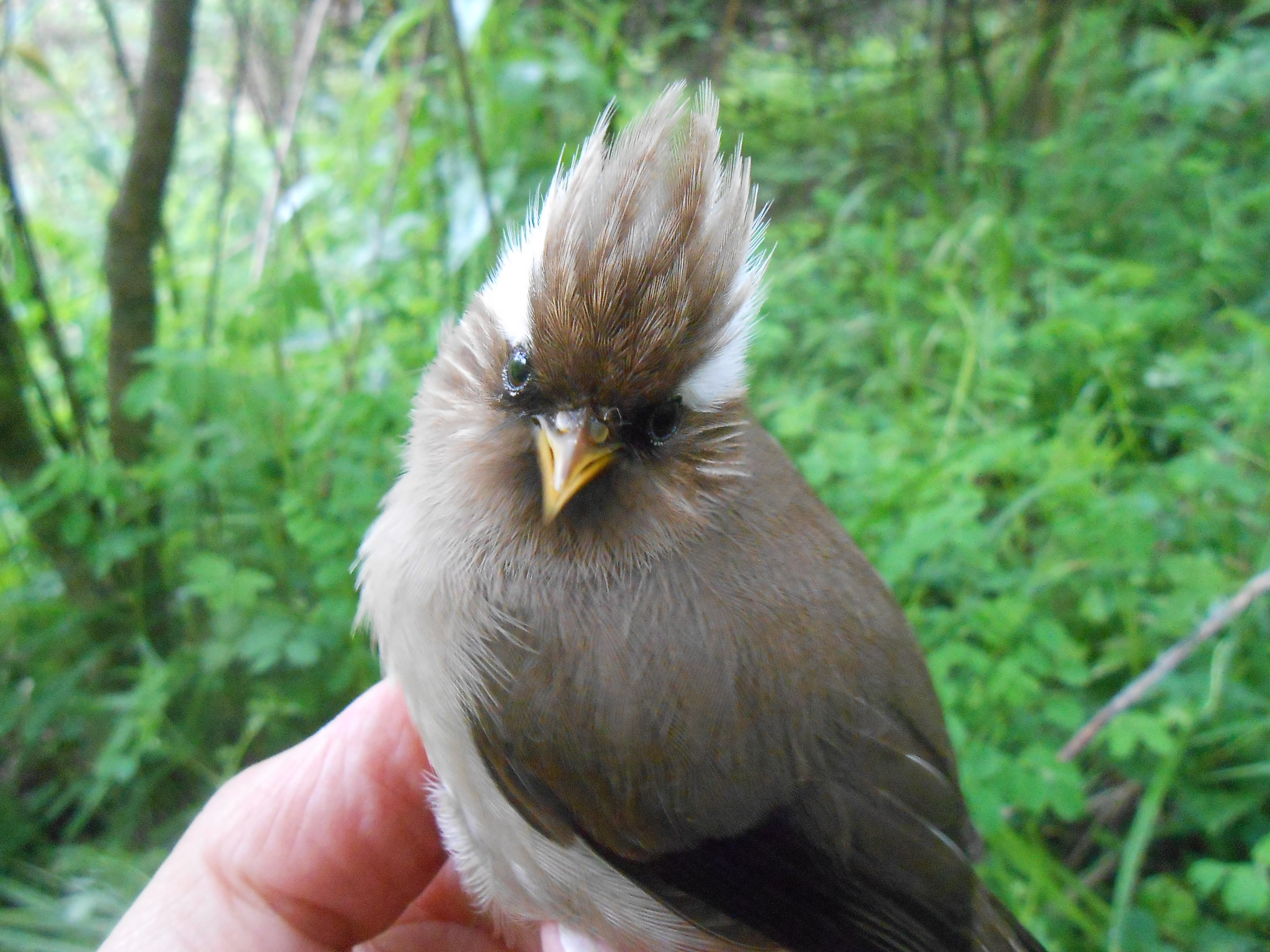 Yuhina à diadème