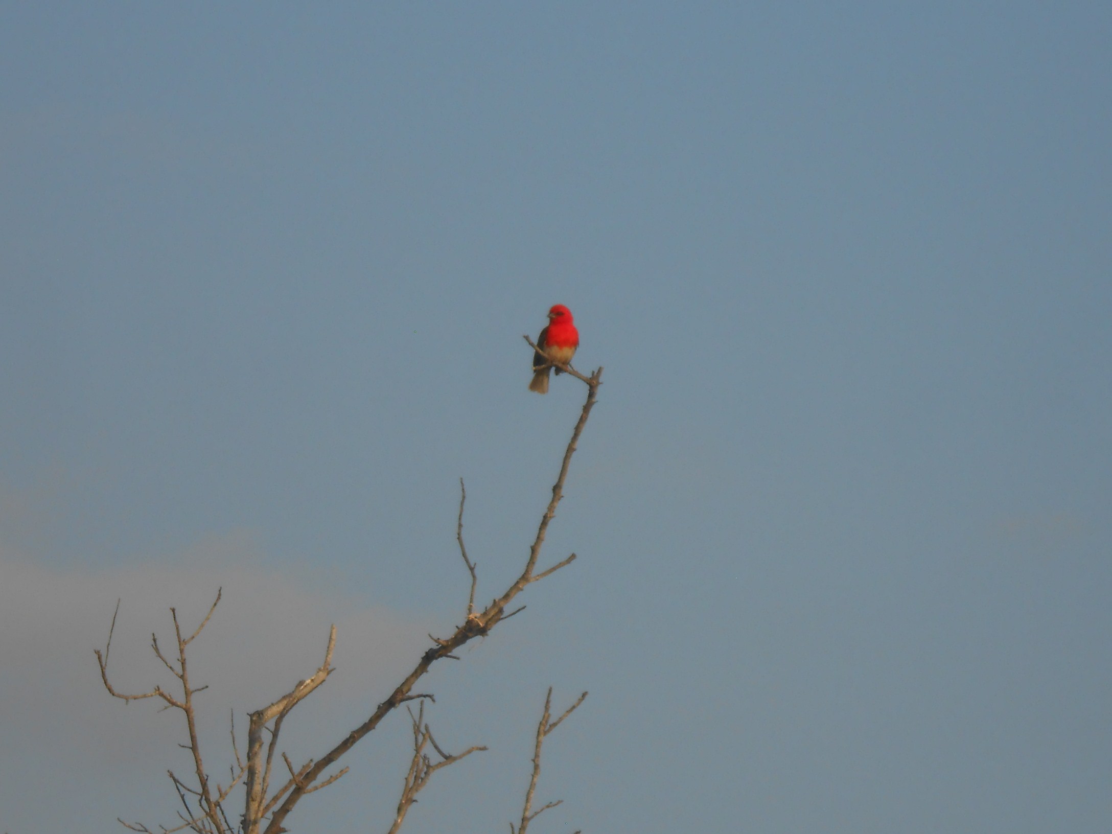 Foudi rouge (mâle)