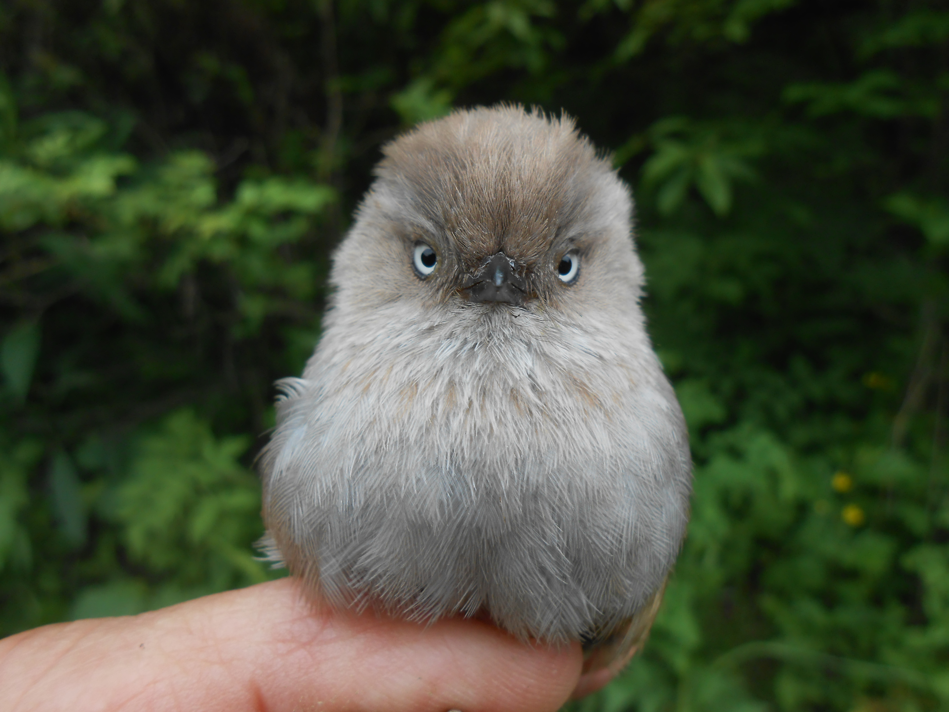 Fulvetta à gorge rayée