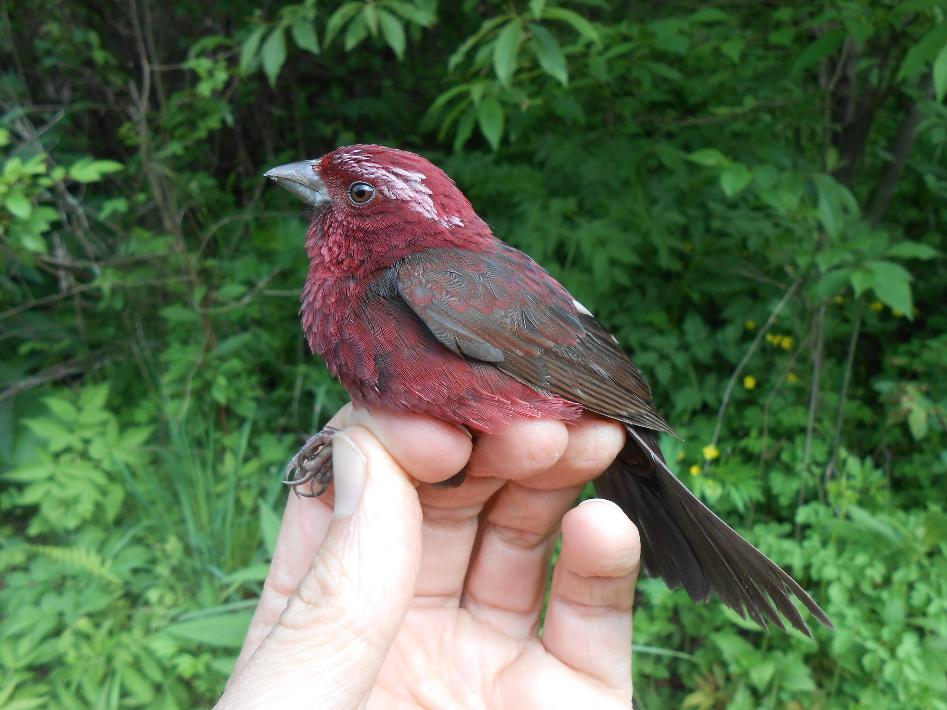 Roselin vineux (mâle)