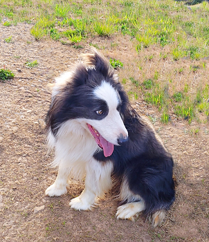 Lobo 2_edited.jpg
