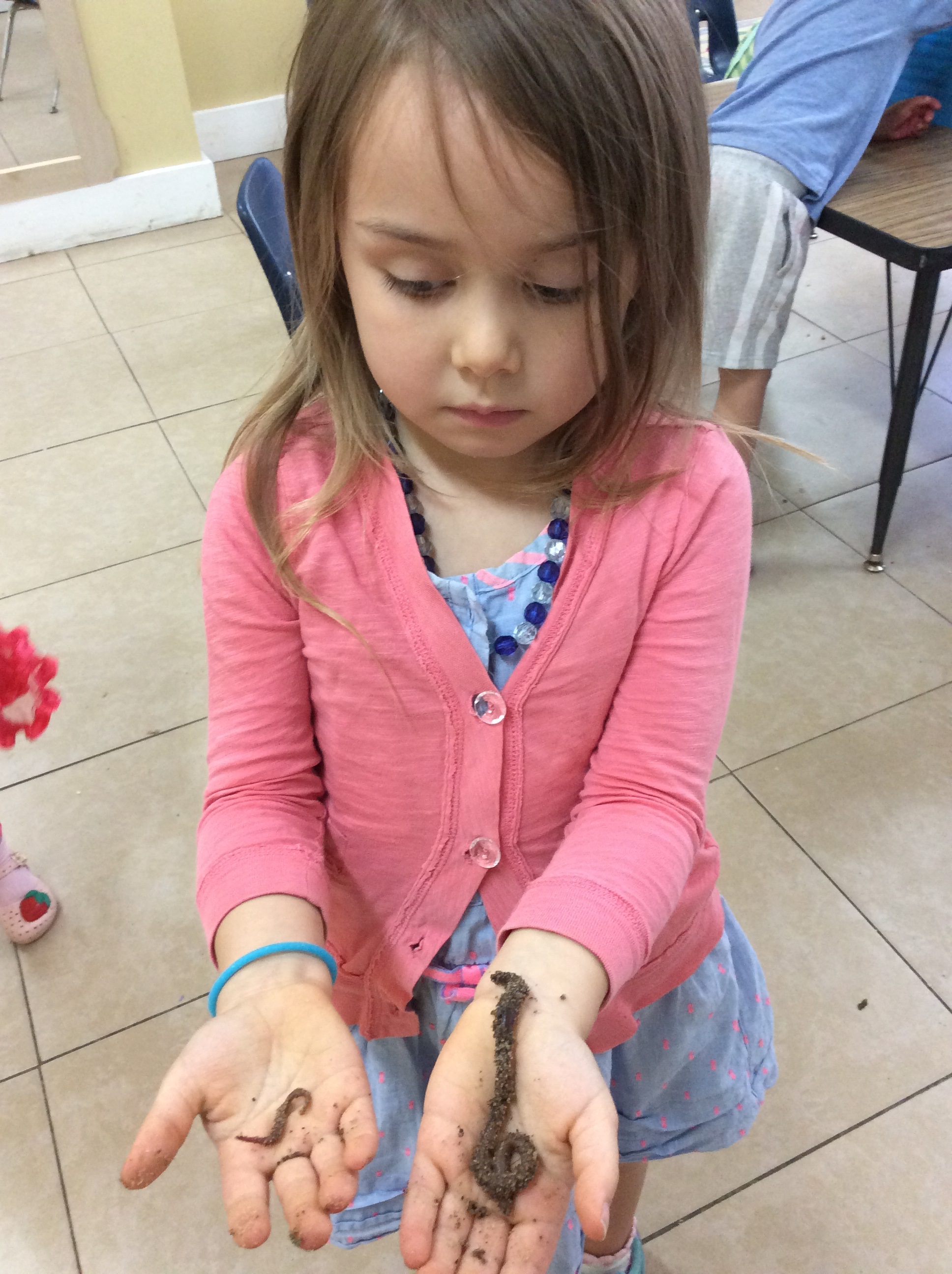 Invertebrate Investigation