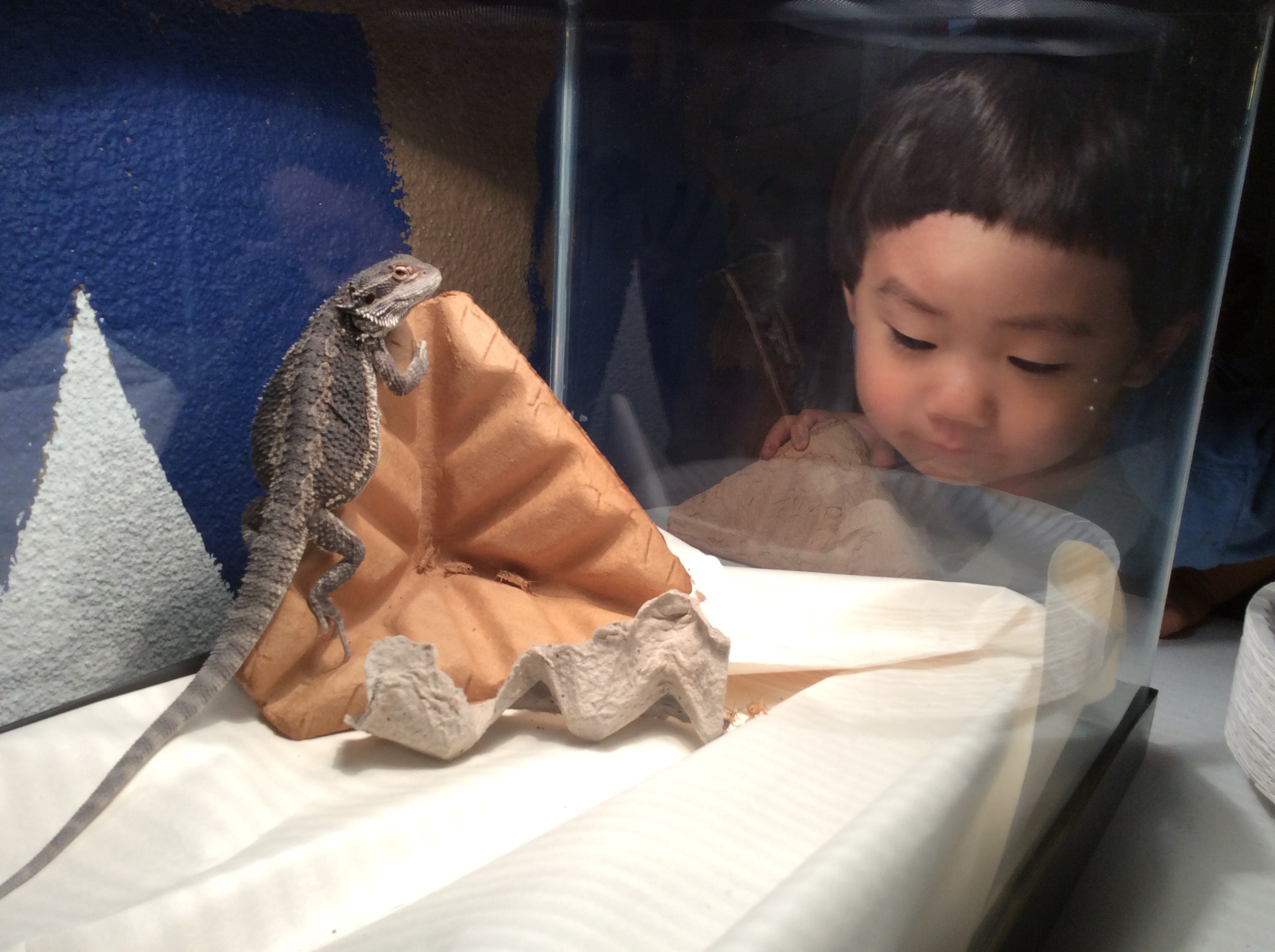 Lizard Observation