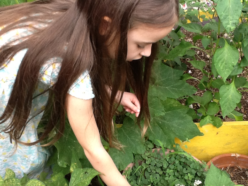 Harvesting Herbs from Garden