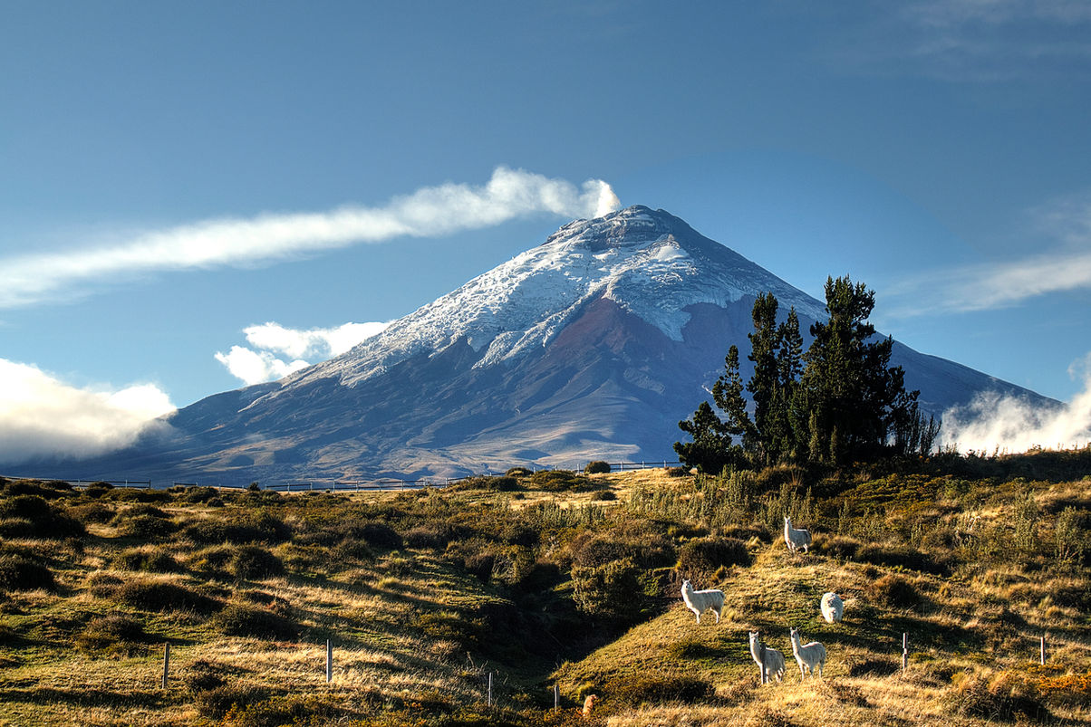 Cotpaxi y alpacas desde Hotel Hacienda los Mortiños_Pablo Fernández.jpg