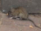 A close up of a rat
