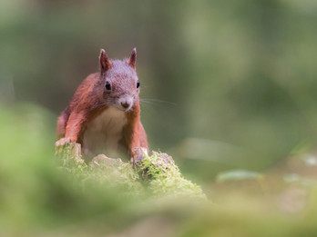 squirrel