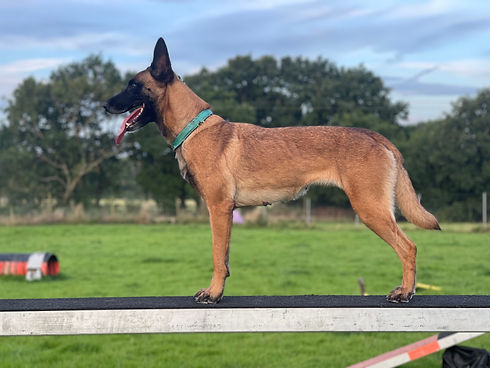 agility_IMG_0461_edited.jpg